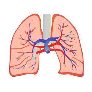 lungs-300x300