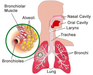 the-anatomy-of-the-lungs